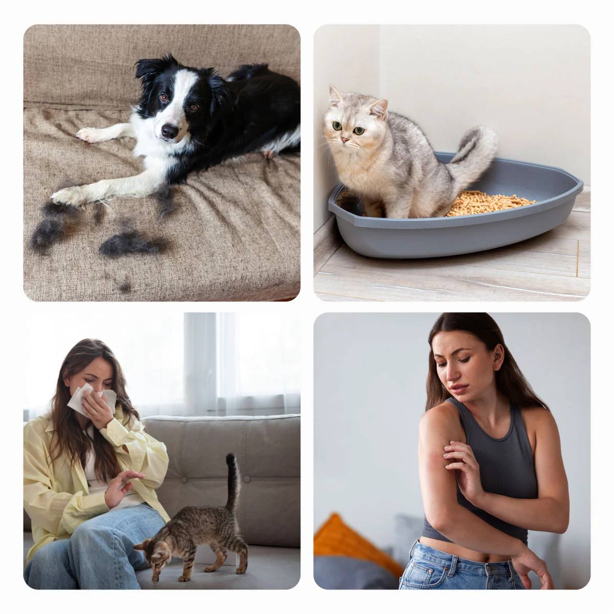 Paw Fresh Air Purifier